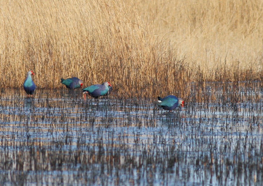 Grey-headed Swamphen