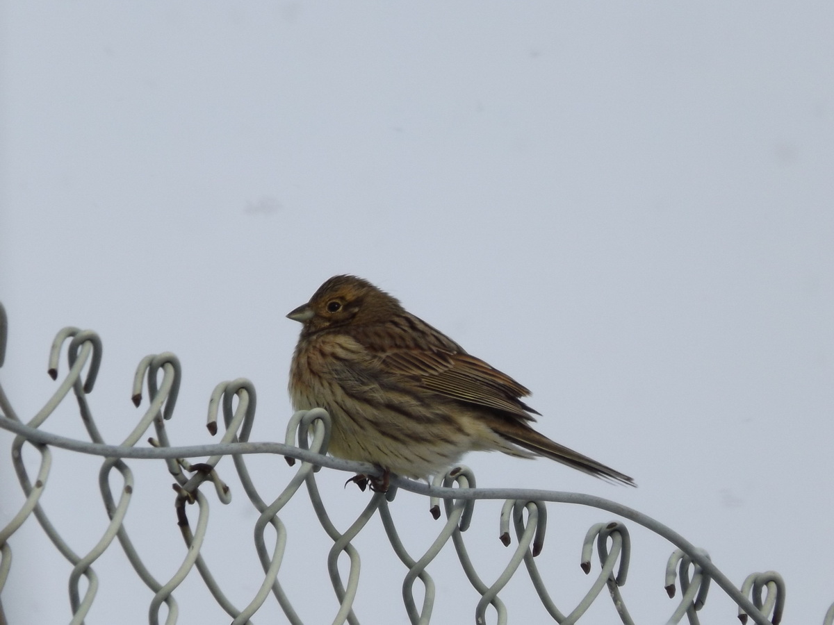 Cirl Bunting
