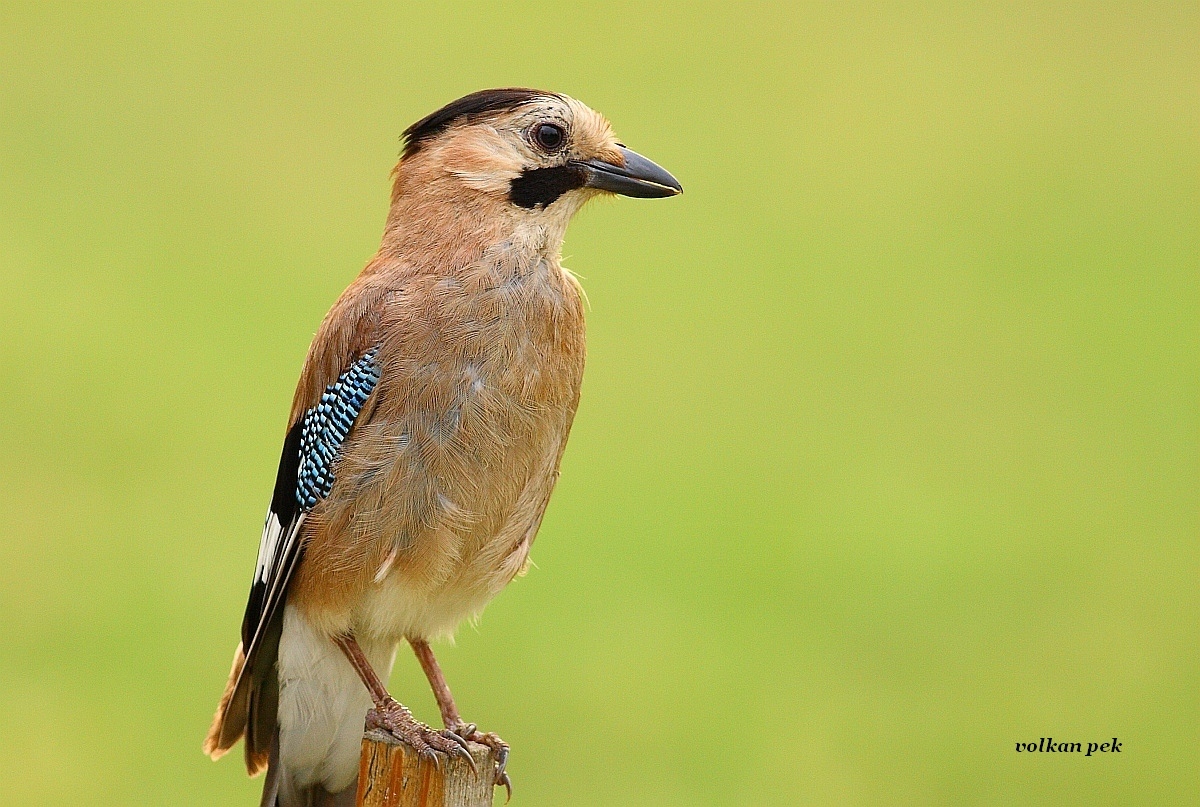 Eurasian Jay