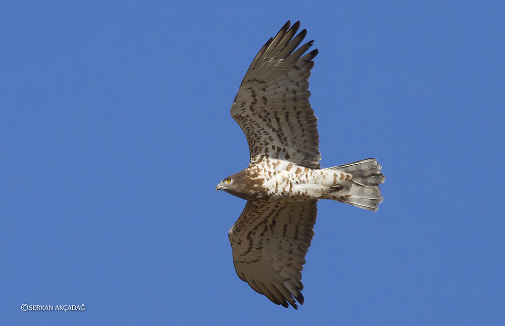 Short-toed Snake Eagle