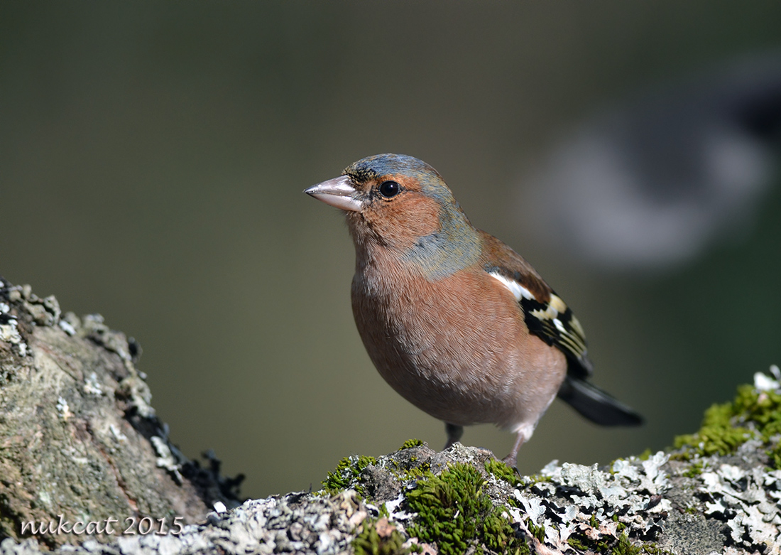 Eurasian Chaffinch