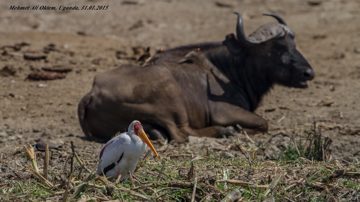 Yellow-billed Stork