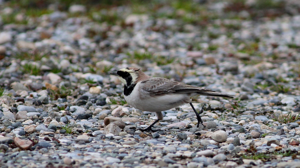 Horned Lark