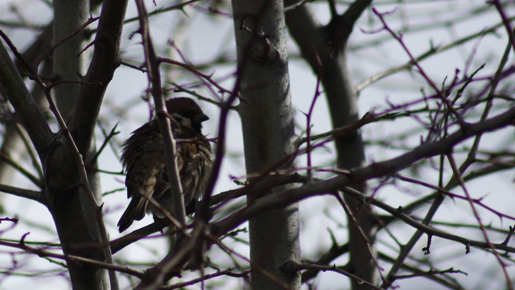 Eurasian Tree Sparrow