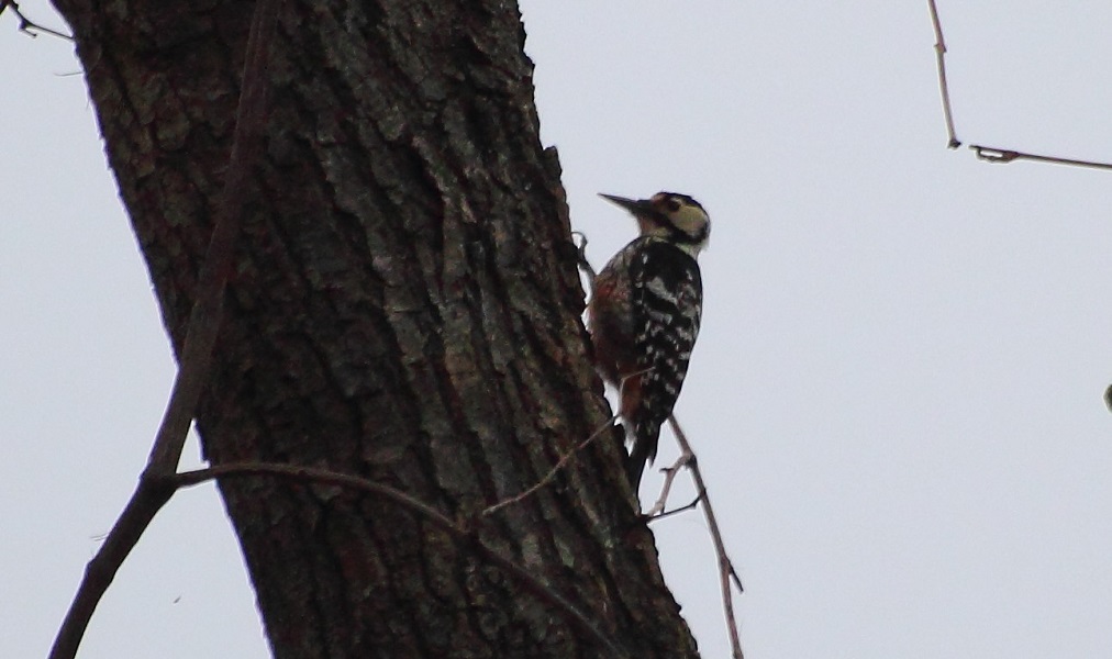 White-backed Woodpecker