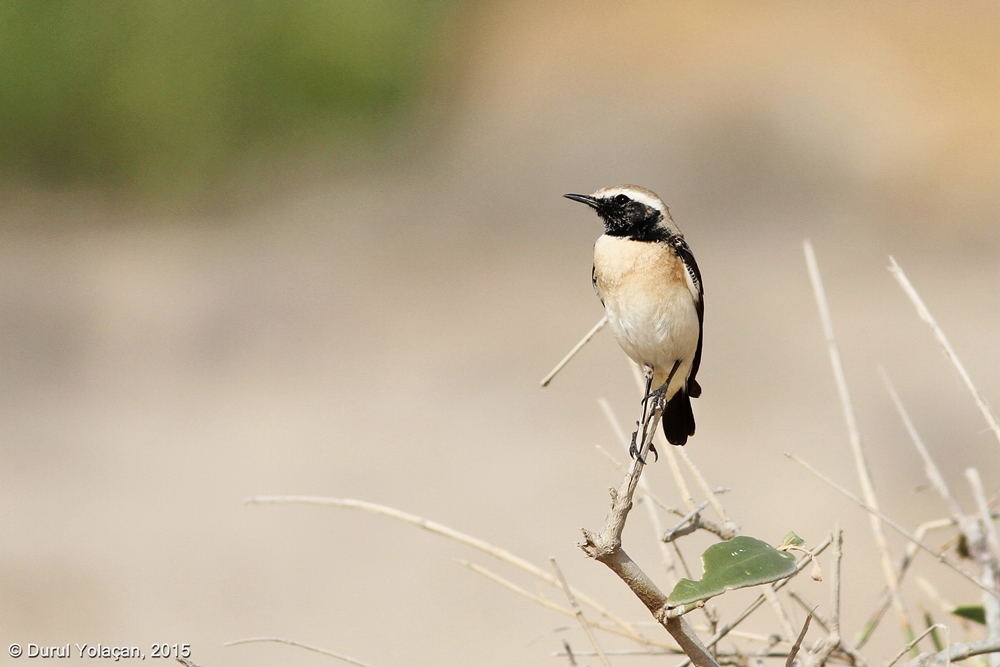 Desert Wheatear