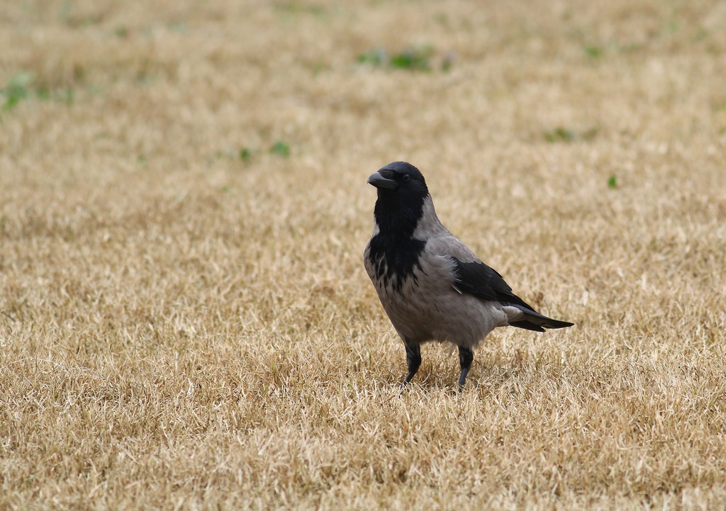 Hooded Crow