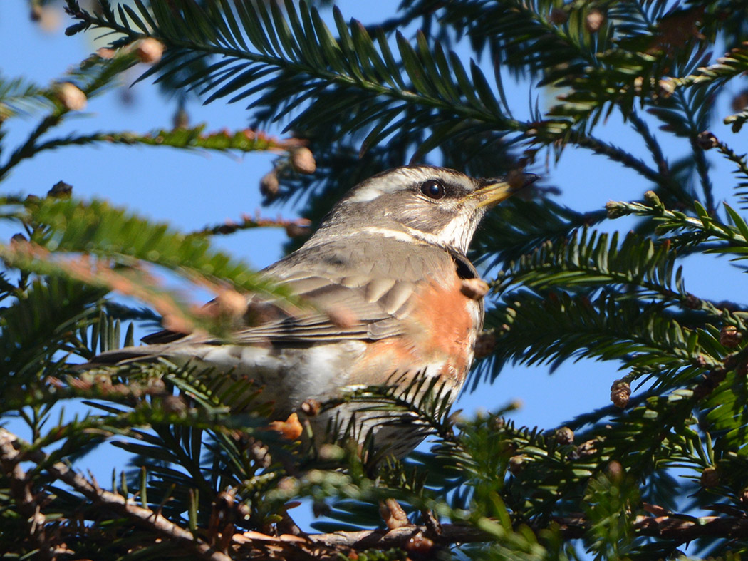Redwing