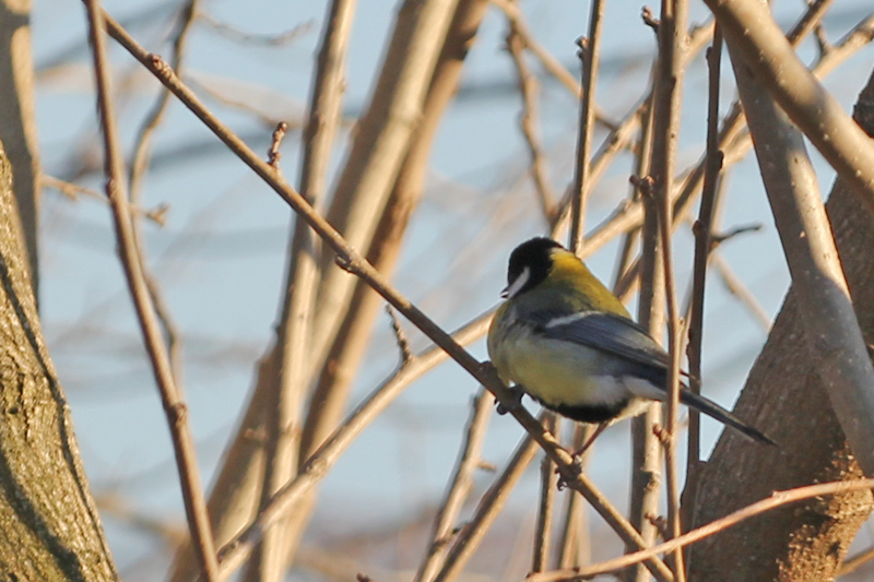 Great Tit