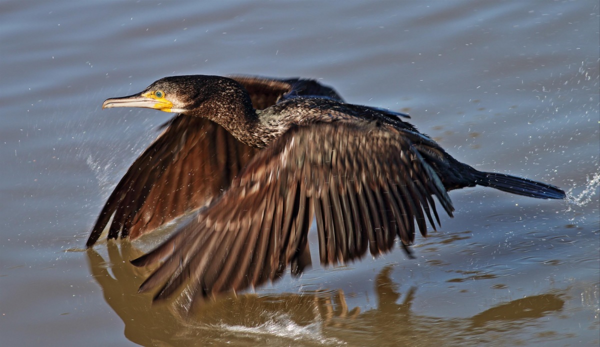 Great Cormorant