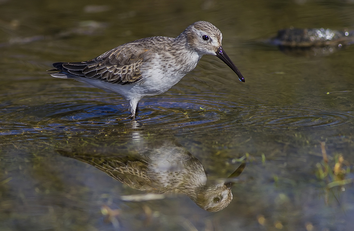 Dunlin