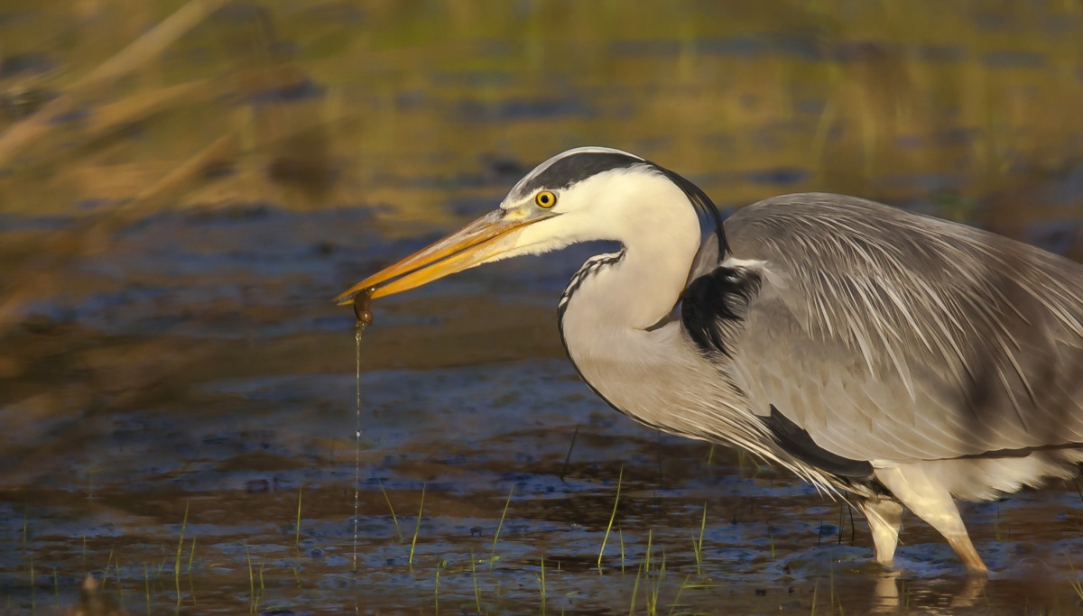 Grey Heron