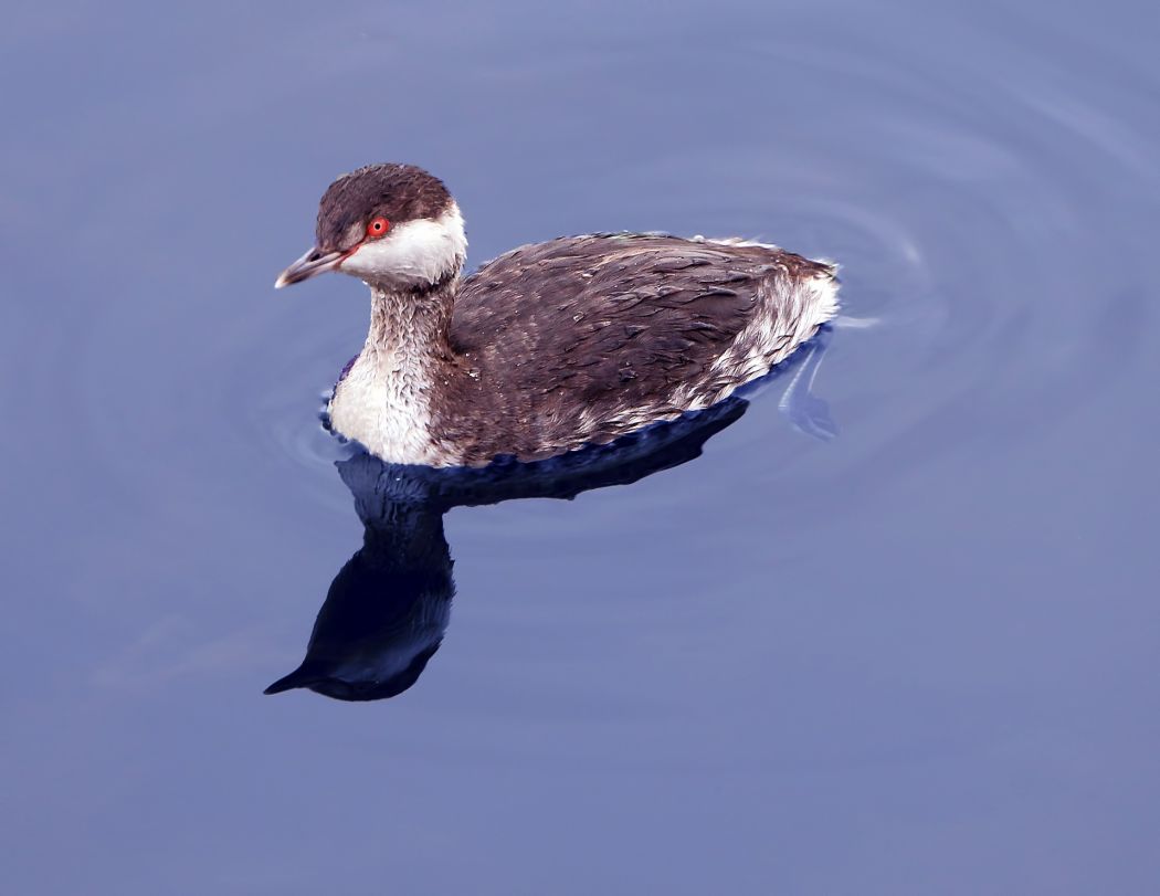 Horned Grebe