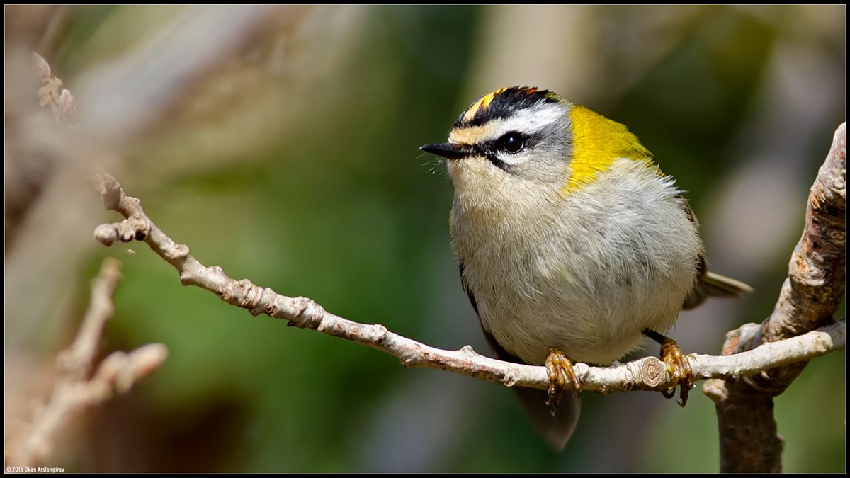 Common Firecrest