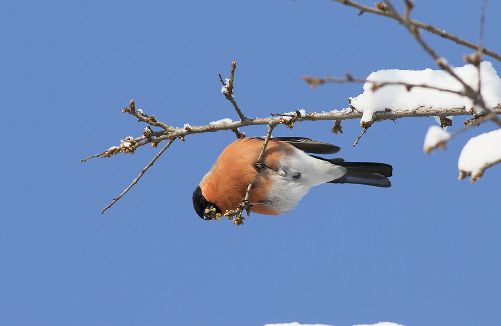 Eurasian Bullfinch