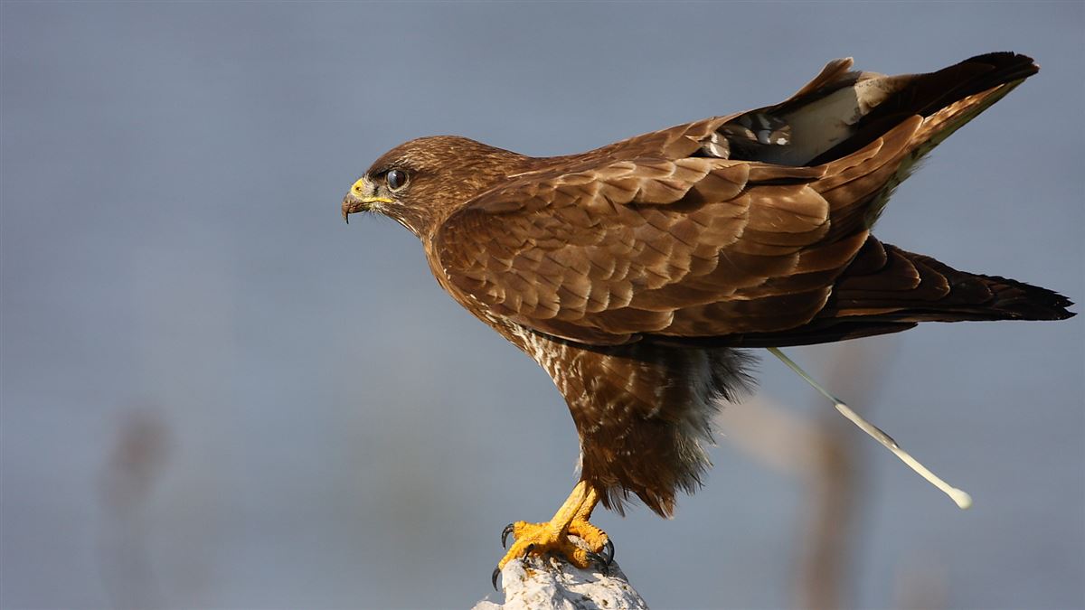 Common Buzzard