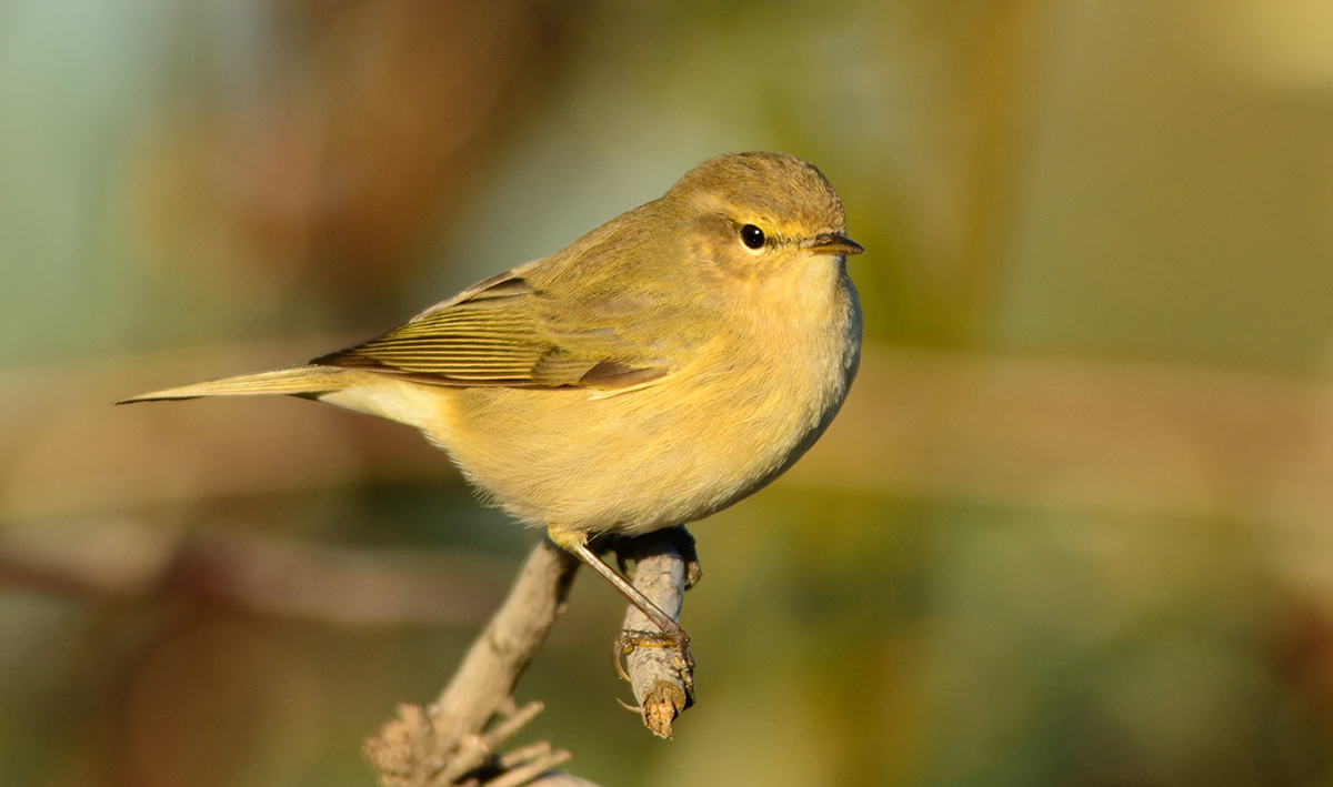 Common Chiffchaff