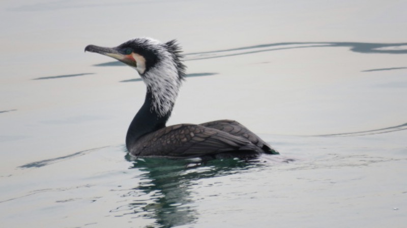 Great Cormorant