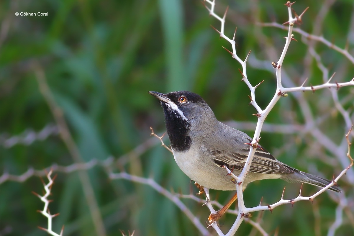 Rüppell`s Warbler