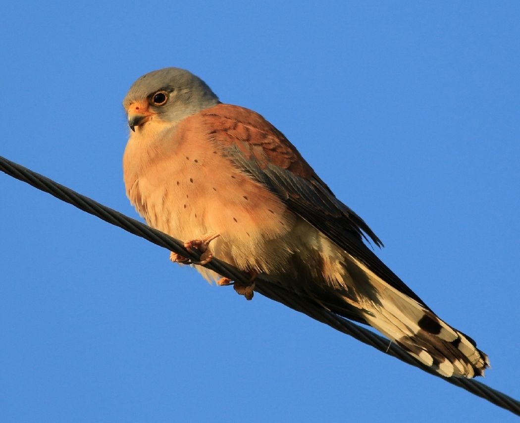 Lesser Kestrel
