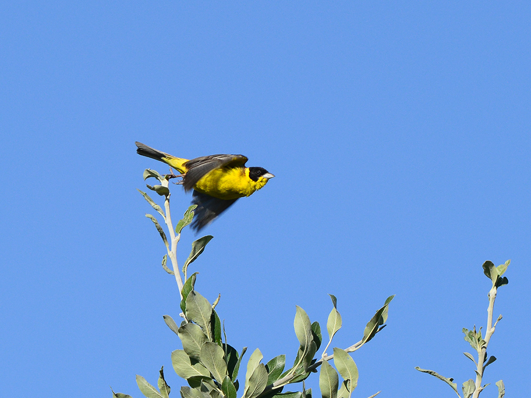 Black-headed Bunting