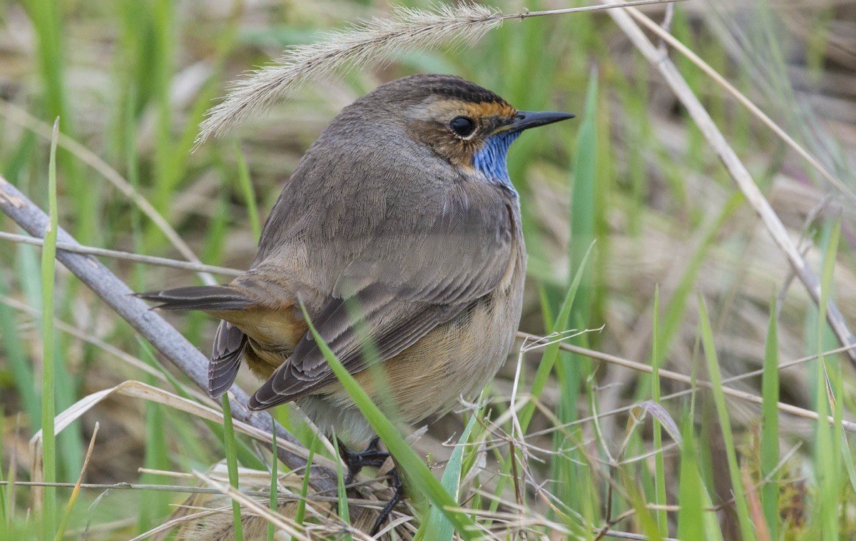 Bluethroat