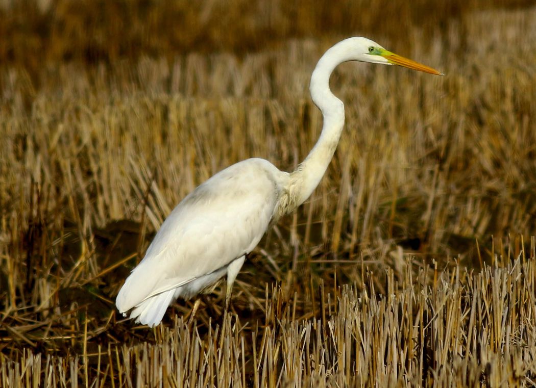 Great Egret