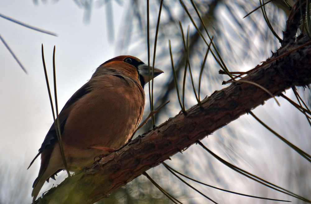Hawfinch