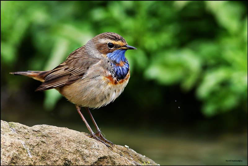 Bluethroat