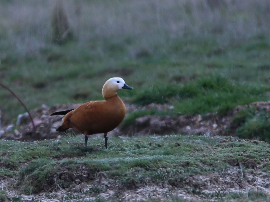 Ruddy Shelduck