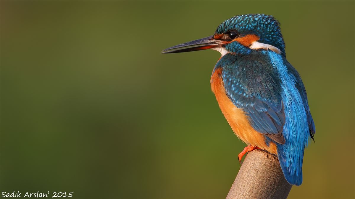 Common Kingfisher