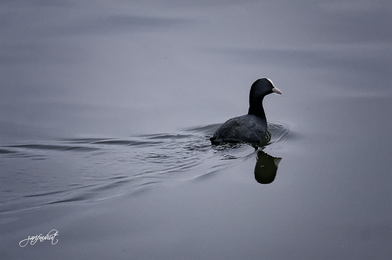 Eurasian Coot