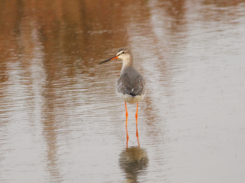 Spotted Redshank