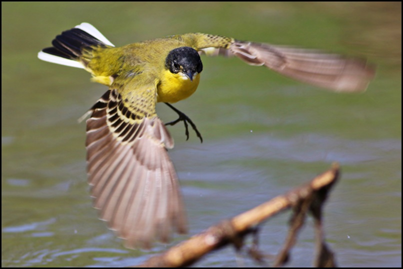 Western Yellow Wagtail