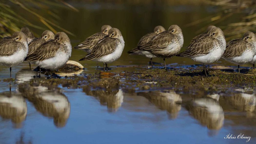 Dunlin