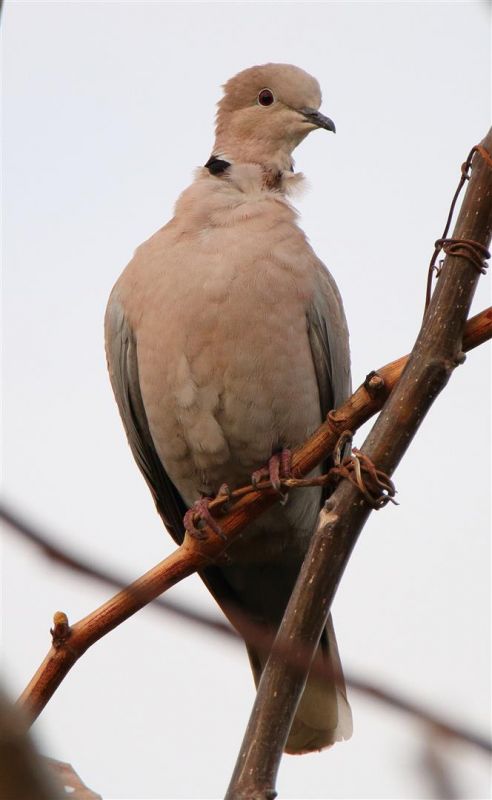 Eurasian Collared Dove