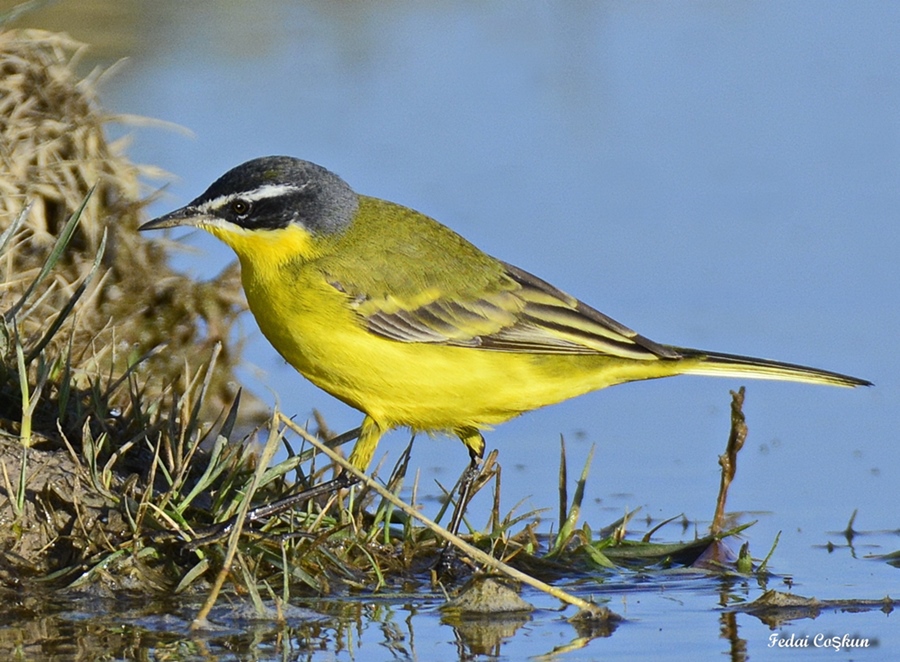 Western Yellow Wagtail