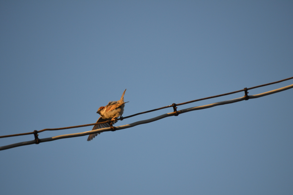 House Sparrow