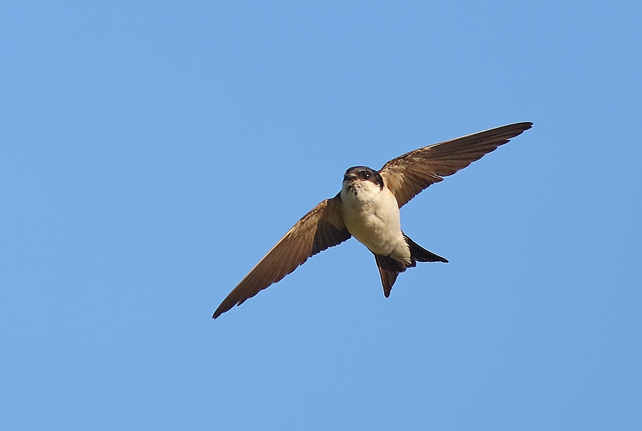 Western House Martin