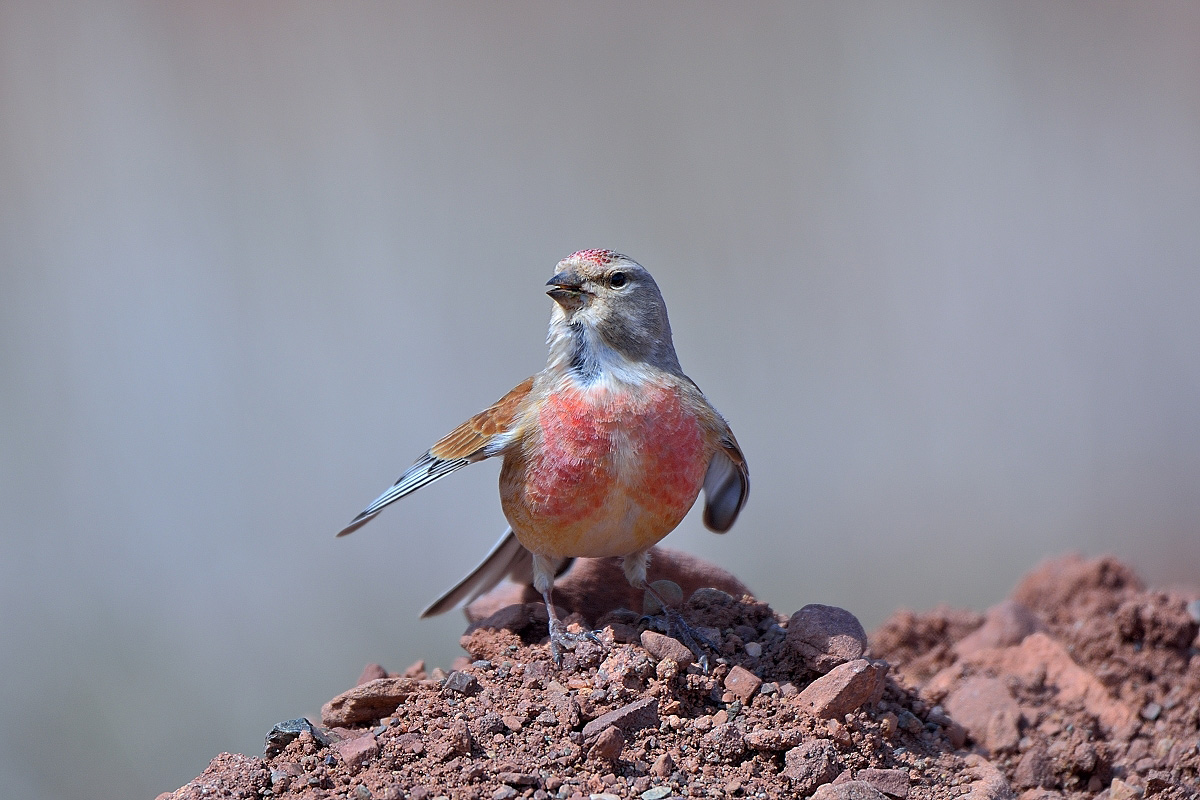 Common Linnet