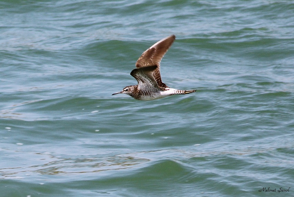 Wood Sandpiper