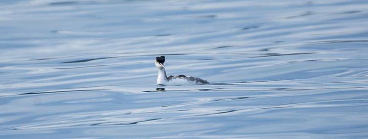 Great Crested Grebe