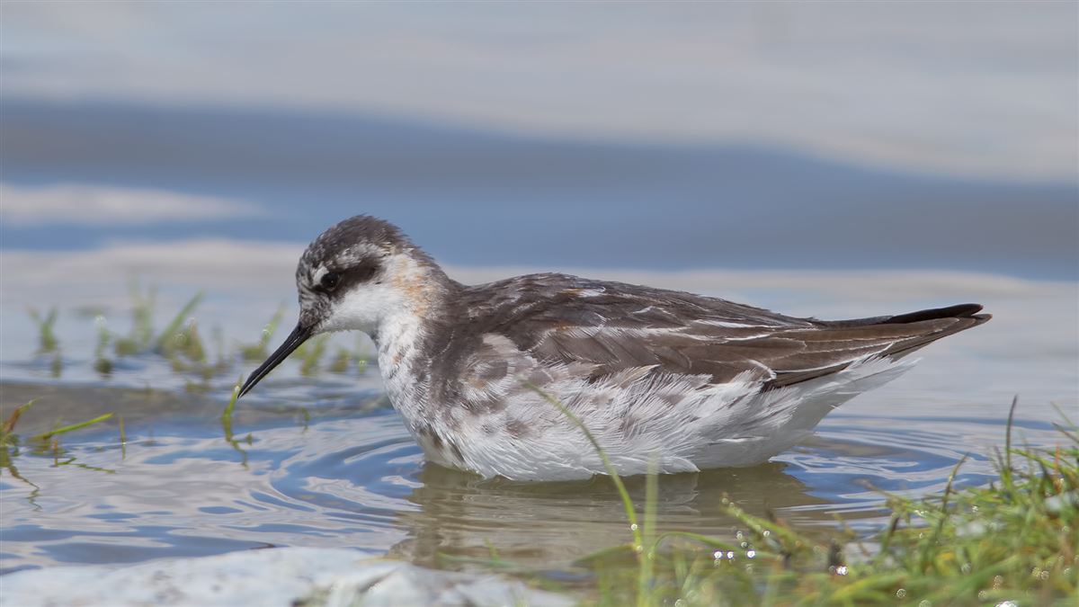 Red-necked Phalarope
