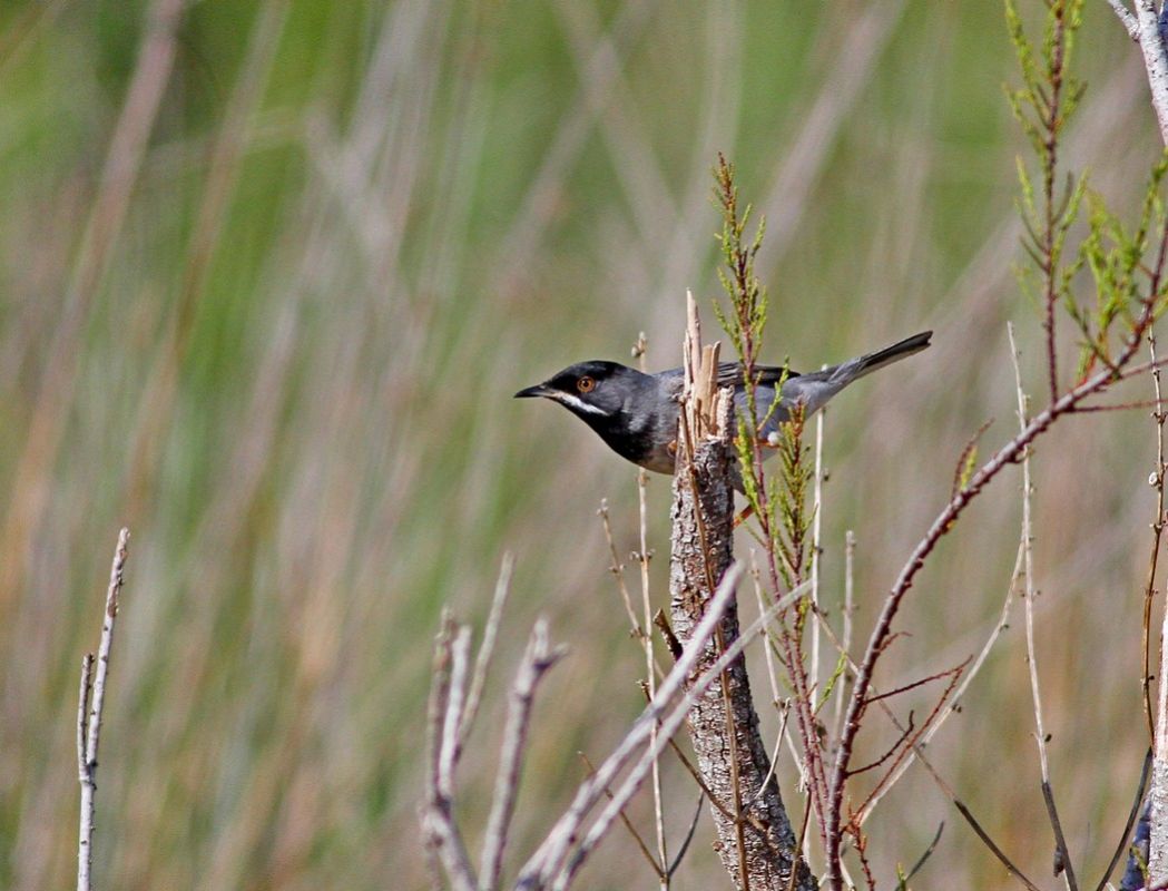 Rüppell`s Warbler