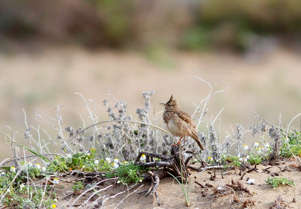 Crested Lark
