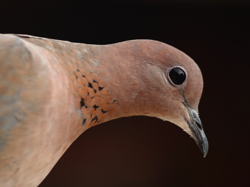 Laughing Dove