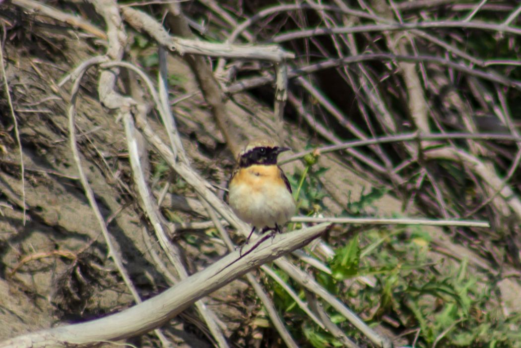 Black-eared Wheatear