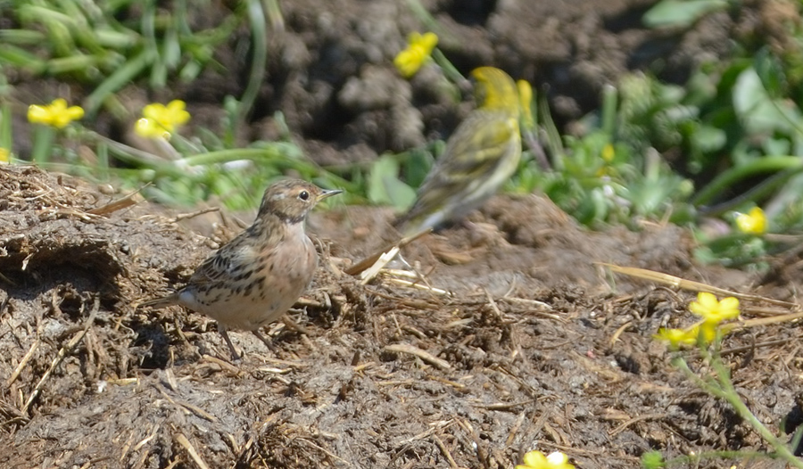Red-throated Pipit