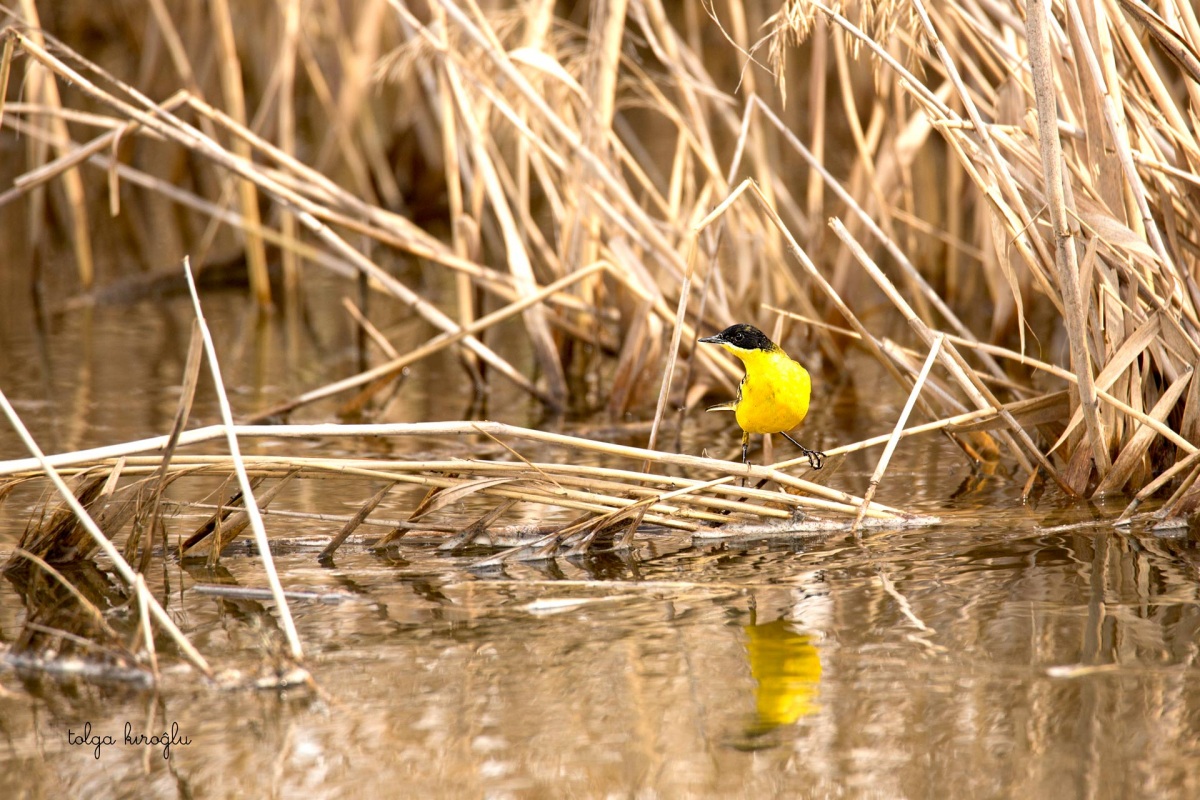 Western Yellow Wagtail