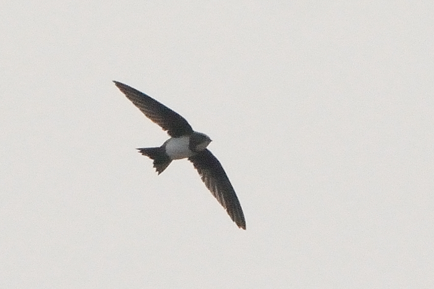 Akkarınlı Ebabil